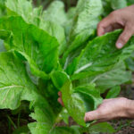 Siete claves para cuidar tu huerta en verano