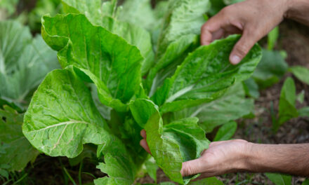 Siete claves para cuidar tu huerta en verano