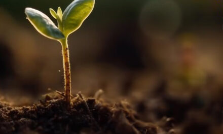 9º Festival de la Semilla y la Vida Sana