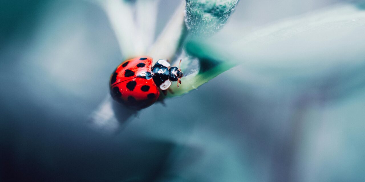 Bicheada: Jornada agroecológica con el Escuadrón Entomológico en Mercedes