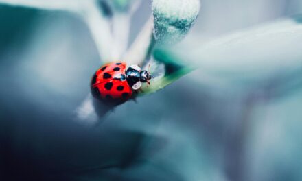 Bicheada: Jornada agroecológica con el Escuadrón Entomológico en Mercedes
