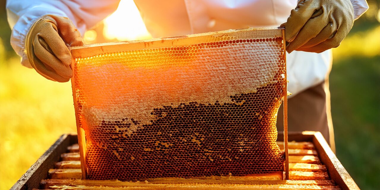 Curso gratuito de introducción a la apicultura periurbana: comenzá en agosto