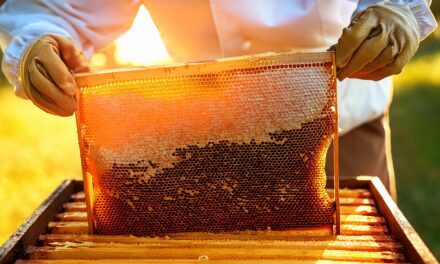 Curso gratuito de introducción a la apicultura periurbana: comenzá en agosto