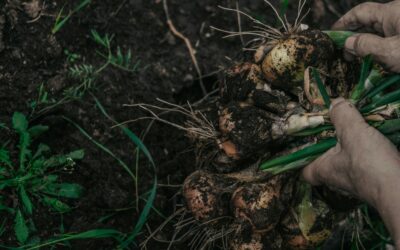 Prórroga para la entrega de trabajos en el 1° Congreso Provincial de Agroecología