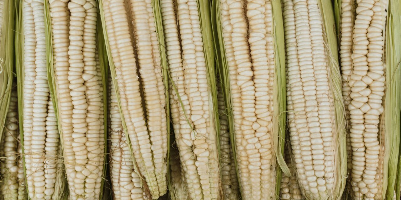 Taller y feria de intercambio de semillas de huerta y plantas nativas en San Martín