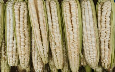 Taller y feria de intercambio de semillas de huerta y plantas nativas en San Martín