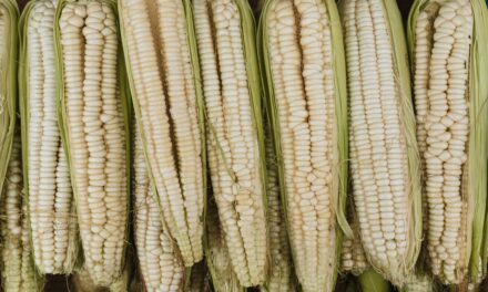 Taller y feria de intercambio de semillas de huerta y plantas nativas en San Martín