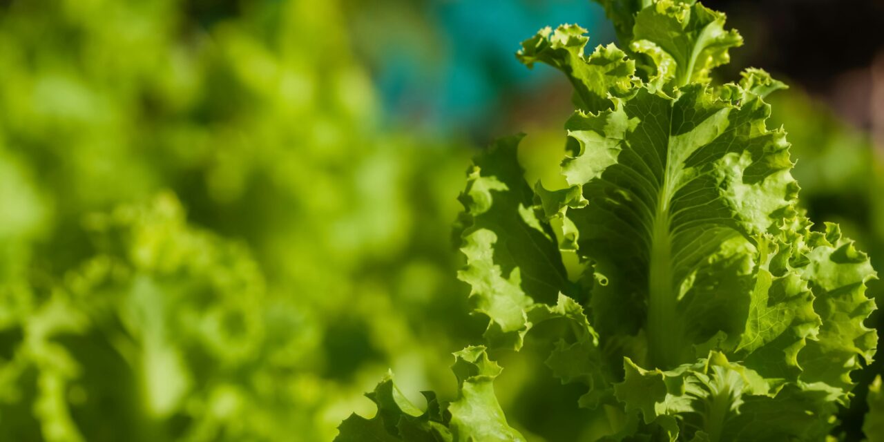 Primer encuentro para el desarrollo hortícola regional en Salliqueló