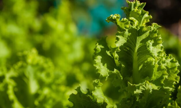 Primer encuentro para el desarrollo hortícola regional en Salliqueló