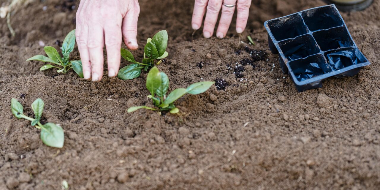 Capacitación en huerta agroecológica: curso de promotores en la Maternidad Estela de Carlotto