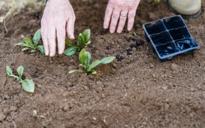 Capacitación en huerta agroecológica: curso de promotores en la Maternidad Estela de Carlotto