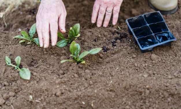 Capacitación en huerta agroecológica: curso de promotores en la Maternidad Estela de Carlotto