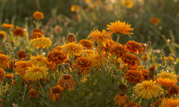 Mes de la Agroecología: dos encuentros por una vida sana