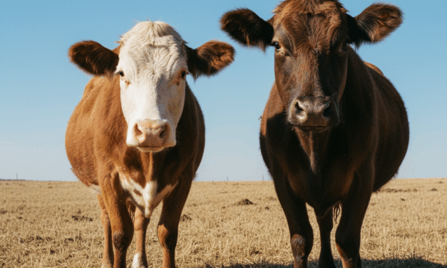 Jornada ganadera de cría intensiva en Lobería