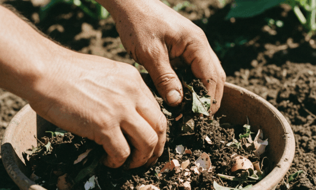 REDAE e INTA convocan al Segundo Seminario Virtual sobre Biopreparados