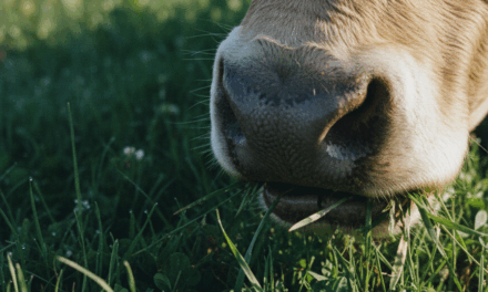 Productor argentino transforma su campo hacia la agroecología