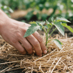 Cómo proteger tu huerta del calor extremo