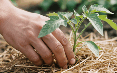 Cómo proteger tu huerta del calor extremo