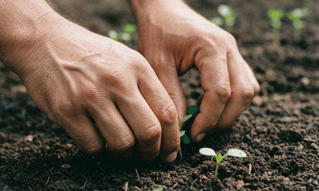 Soberanía alimentaria en Pergamino: ruralidad y trabajo
