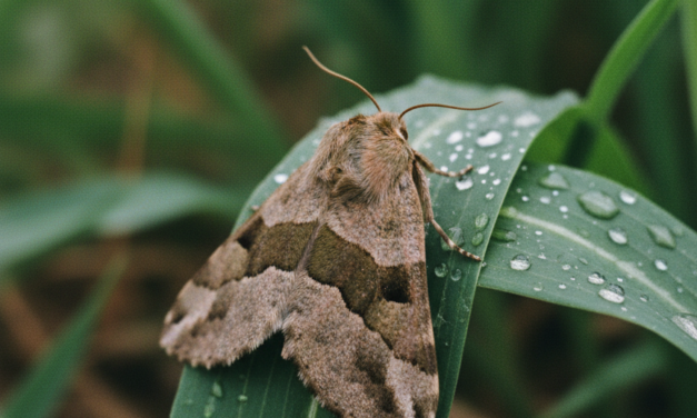 Abren inscripciones para la diplomatura en agroecología pampeana