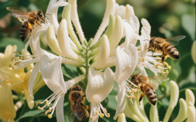 Jornada apícola sobre el control de varroa en el Predio 6 de Agosto