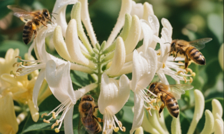Jornada apícola sobre el control de varroa en el Predio 6 de Agosto