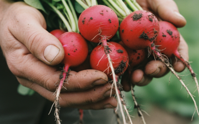 Qué es la agricultura sostenida por la comunidad, el modelo que busca transformar a los consumidores en prosumidores
