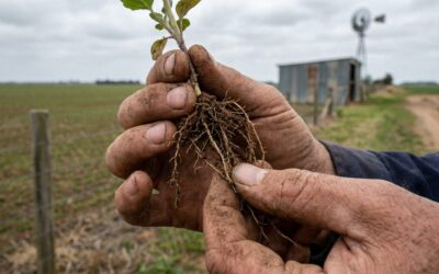 Descubren una bacteria de raíz que permite a los cultivos resistir la sequía