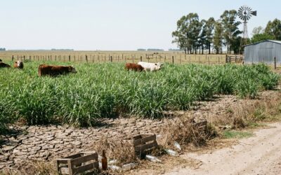 Cultivares adaptados logran incrementar la producción de forraje en Entre Ríos sin costos extra