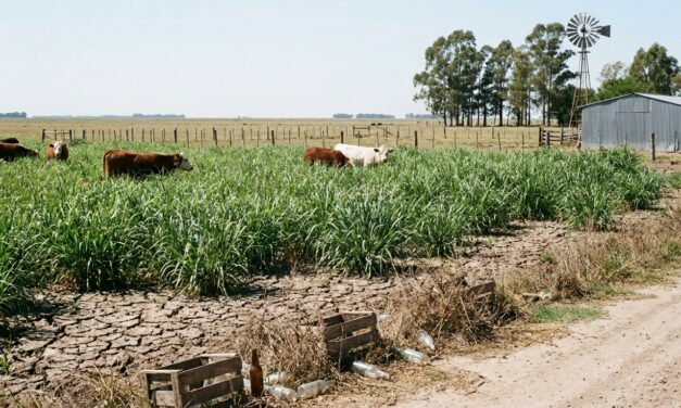 Cultivares adaptados logran incrementar la producción de forraje en Entre Ríos sin costos extra