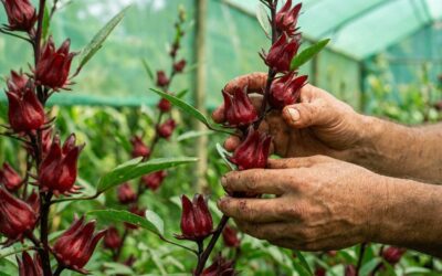 El INTA promueve el cultivo de rosella para diversificar la producción en Misiones