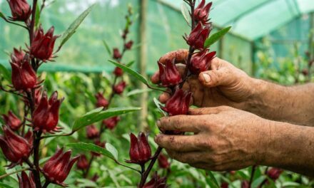 El INTA promueve el cultivo de rosella para diversificar la producción en Misiones