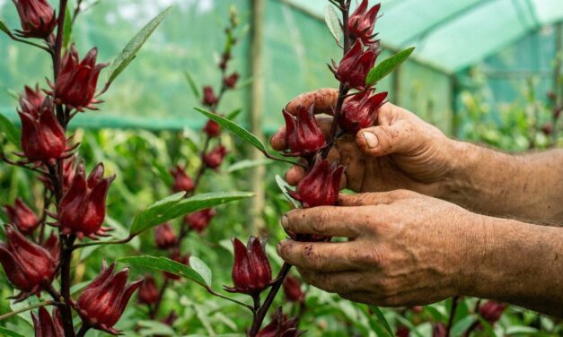 El INTA promueve el cultivo de rosella para diversificar la producción en Misiones