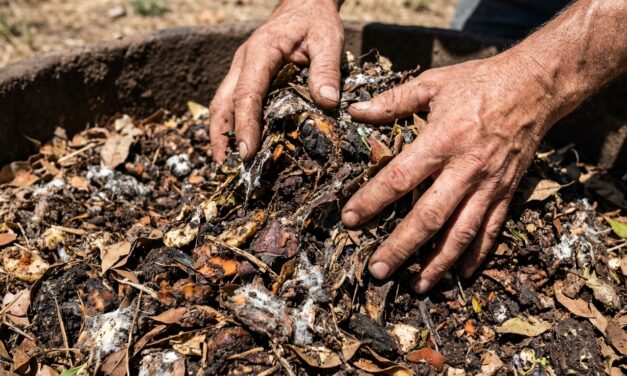 Cómo elaborar bokashi y biopreparados para revitalizar tu huerta urbana