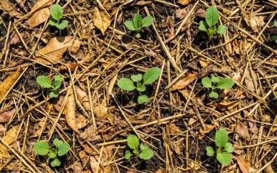 Misiones organiza un seminario sobre salud vegetal en cultivos hortícolas