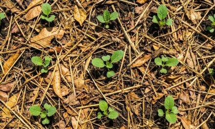 Misiones organiza un seminario sobre salud vegetal en cultivos hortícolas