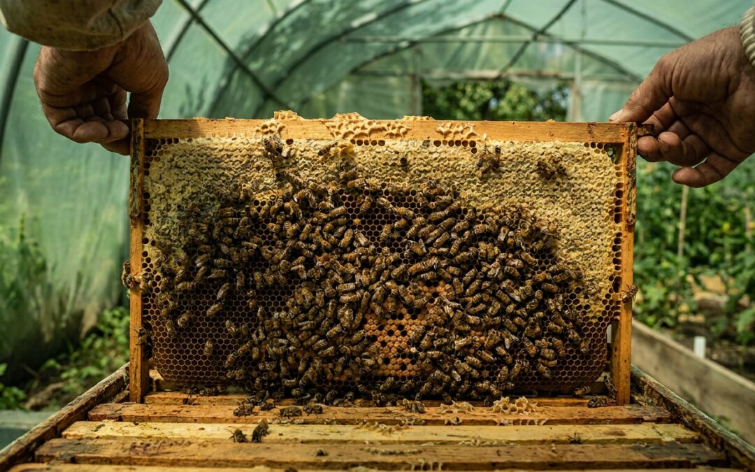 Mujeres rurales lideran la conservación ambiental junto a las abejas