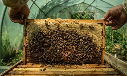 Mujeres rurales lideran la conservación ambiental junto a las abejas