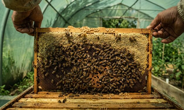 Mujeres rurales lideran la conservación ambiental junto a las abejas