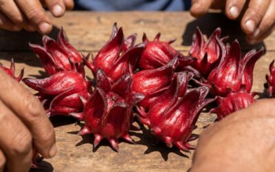 Emprendedores misioneros producen rosella para diversificar la chacra