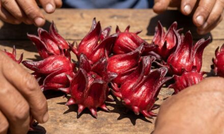 Emprendedores misioneros producen rosella para diversificar la chacra