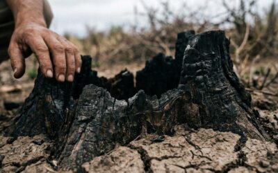 Presión agroindustrial en el Senado para frenar la ley de ecocidio