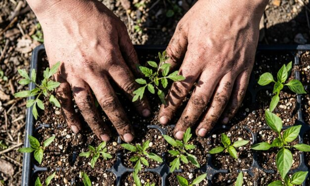 Abren inscripción al tercer encuentro de huerta de primavera-verano
