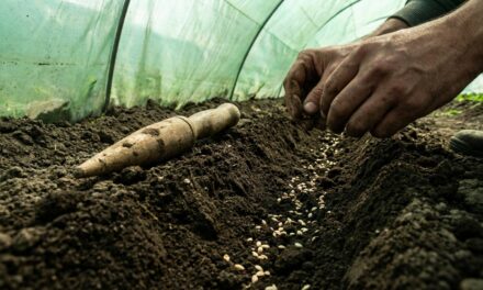 El CEA 10 de Saavedra lanza un curso gratuito de huerta agroecológica