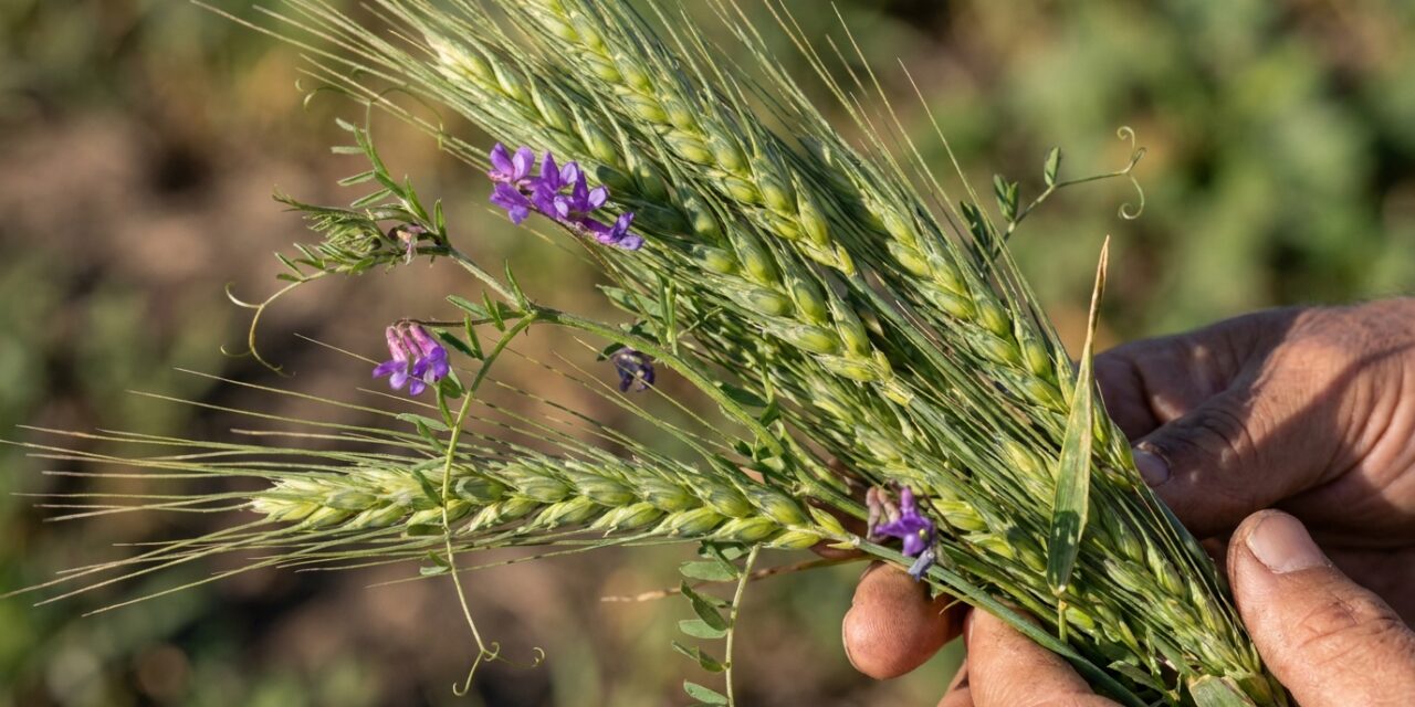 Reprogramaron el 2° Congreso Provincial de Agroecología en Junín