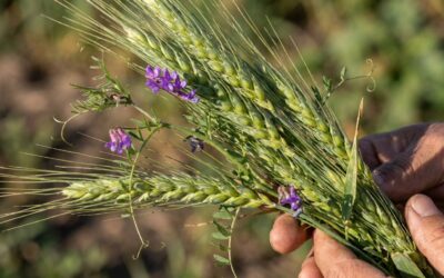 Reprogramaron el 2° Congreso Provincial de Agroecología en Junín