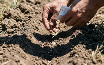 Cerrito convoca a una capacitación para iniciar huertas agroecológicas