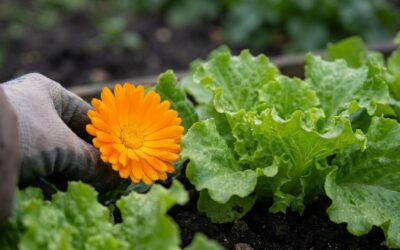Abren inscripción para un taller gratuito sobre aromáticas y flores