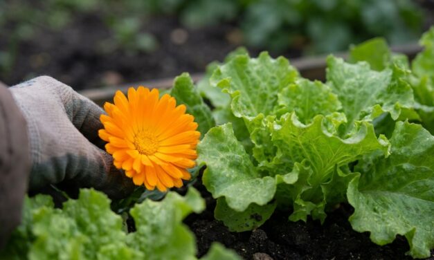Abren inscripción para un taller gratuito sobre aromáticas y flores