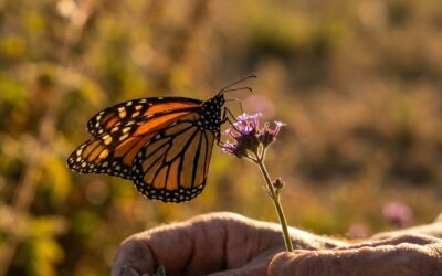 Dictarán en Chascomús un curso sobre refugios para mariposas